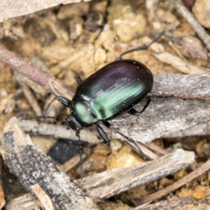 Chalcopteroides columbinus at Holt, ACT - 10 Sep 2020 11:26 AM