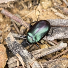 Chalcopteroides columbinus at Holt, ACT - 10 Sep 2020