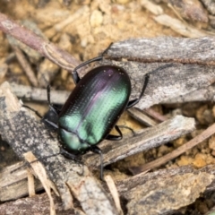 Chalcopteroides columbinus at Holt, ACT - 10 Sep 2020 11:26 AM