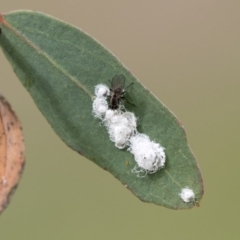 Glycaspis sp. (genus) (Unidentified sugary lerp) at Holt, ACT - 10 Sep 2020 by AlisonMilton