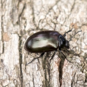 Chalcopteroides spectabilis at Holt, ACT - 10 Sep 2020