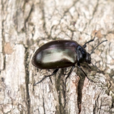 Chalcopteroides spectabilis (Rainbow darkling beetle) at Holt, ACT - 10 Sep 2020 by AlisonMilton