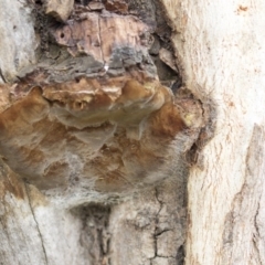 Phellinus sp. (non-resupinate) (A polypore) at Holt, ACT - 10 Sep 2020 by Alison Milton