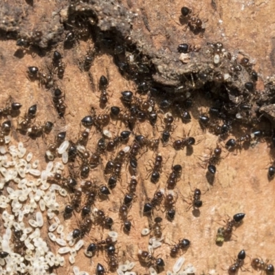 Crematogaster sp. (genus) (Acrobat ant, Cocktail ant) at Higgins, ACT - 10 Sep 2020 by AlisonMilton