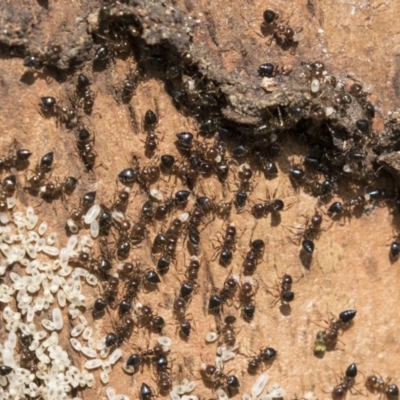 Crematogaster sp. (genus) (Acrobat ant, Cocktail ant) at Higgins, ACT - 9 Sep 2020 by AlisonMilton
