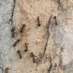 Papyrius nitidus (Shining Coconut Ant) at Higgins, ACT - 10 Sep 2020 by AlisonMilton