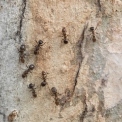 Papyrius nitidus (Shining Coconut Ant) at Higgins, ACT - 10 Sep 2020 by AlisonMilton
