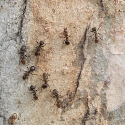 Papyrius nitidus (Shining Coconut Ant) at Higgins, ACT - 10 Sep 2020 by AlisonMilton