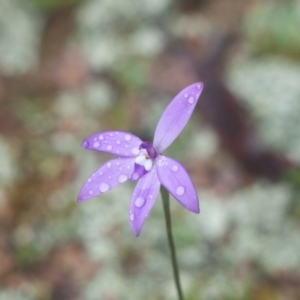 Glossodia major at Tuena, NSW - 13 Sep 2020