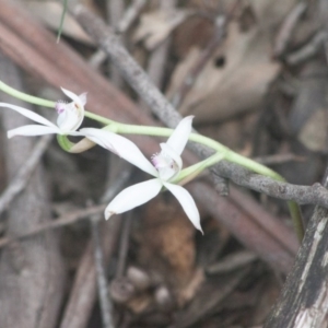 Caladenia ustulata at Laggan, NSW - 13 Sep 2020