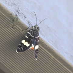 Phalaenoides glycinae (Grapevine Moth) at Higgins, ACT - 6 Sep 2020 by AlisonMilton