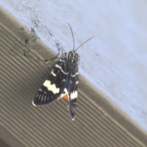 Phalaenoides glycinae at Higgins, ACT - 6 Sep 2020