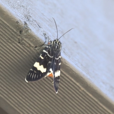 Phalaenoides glycinae (Grapevine Moth) at Higgins, ACT - 6 Sep 2020 by AlisonMilton