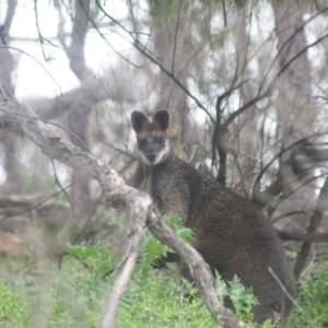 Wallabia bicolor at Tuena, NSW - 13 Sep 2020