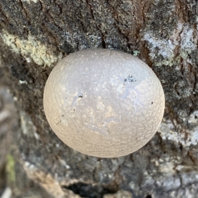 Unidentified Fungus at Quaama, NSW - 14 Sep 2020 by FionaG