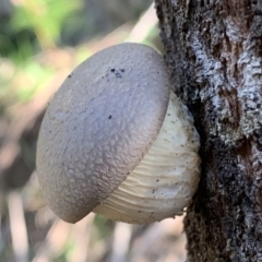 Pleurotus sp. at Quaama, NSW - 14 Sep 2020 03:04 PM