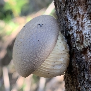Pleurotus sp. at Quaama, NSW - 14 Sep 2020 03:04 PM