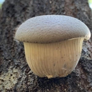 Pleurotus sp. at Quaama, NSW - 14 Sep 2020 03:04 PM