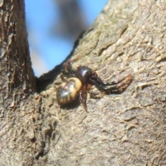 Tharpyna sp. (genus) (A crab spider) at Quialigo, NSW - 14 Sep 2020 by Christine