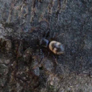 Tharpyna sp. (genus) at Quialigo, NSW - 14 Sep 2020