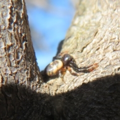 Tharpyna sp. (genus) at Quialigo, NSW - 14 Sep 2020