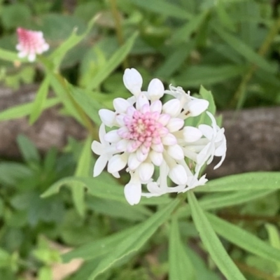 Stackhousia monogyna (Creamy Candles) at Quaama, NSW - 9 Sep 2020 by FionaG