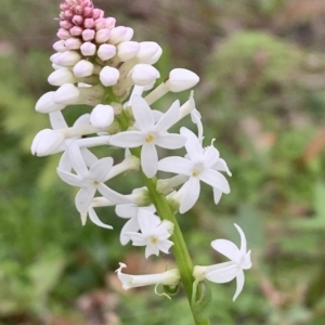 Stackhousia monogyna at Quaama, NSW - 10 Sep 2020