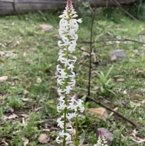 Stackhousia monogyna at Quaama, NSW - 10 Sep 2020