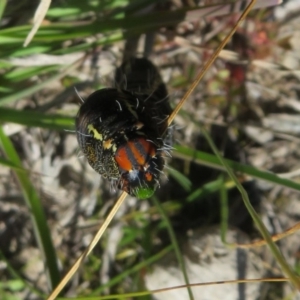 Apina callisto at Quialigo, NSW - 14 Sep 2020