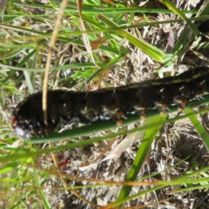 Apina callisto at Quialigo, NSW - 14 Sep 2020