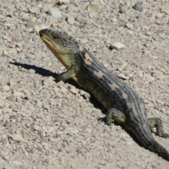 Tiliqua nigrolutea (Blotched Blue-tongue) at Lake Bathurst, NSW - 14 Sep 2020 by Christine