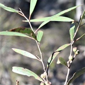 Eucalyptus apiculata at Meryla, NSW - 14 Sep 2020 09:06 PM