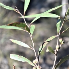 Eucalyptus apiculata (Narrow-leaved Mallee Ash) at Meryla, NSW - 14 Sep 2020 by plants