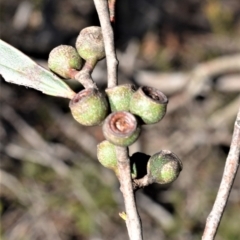 Eucalyptus apiculata at Meryla, NSW - 14 Sep 2020