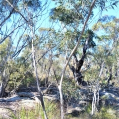 Eucalyptus apiculata at Meryla, NSW - 14 Sep 2020 09:06 PM