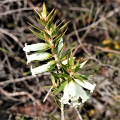 Epacris calvertiana at Fitzroy Falls - 14 Sep 2020 by plants