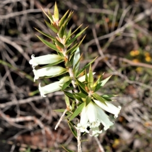 Epacris calvertiana at Meryla, NSW - 14 Sep 2020