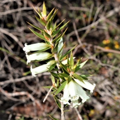 Epacris calvertiana at Fitzroy Falls - 14 Sep 2020 by plants