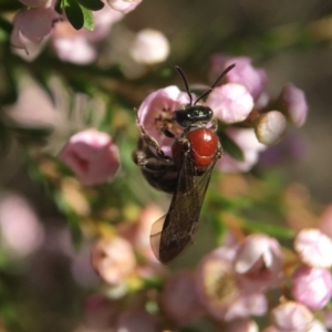 Lasioglossum (Callalictus) callomelittinum at Acton, ACT - 14 Sep 2020