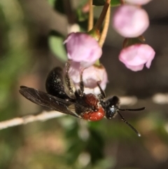 Lasioglossum (Callalictus) callomelittinum at Acton, ACT - 14 Sep 2020