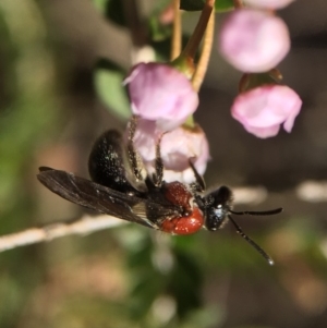 Lasioglossum (Callalictus) callomelittinum at Acton, ACT - 14 Sep 2020