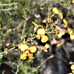 Dillwynia ramosissima (Bushy Parrot-pea) at Meryla, NSW - 14 Sep 2020 by plants