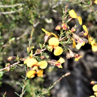 Dillwynia ramosissima (Bushy Parrot-pea) at Fitzroy Falls - 14 Sep 2020 by plants