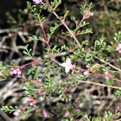 Boronia microphylla (Small-leaved Boronia) at Wingecarribee Local Government Area - 14 Sep 2020 by plants