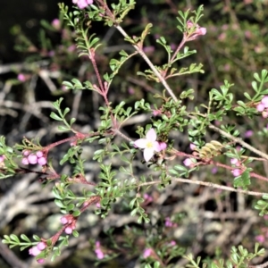 Boronia microphylla at Fitzroy Falls - suppressed