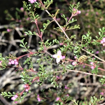 Boronia microphylla (Small-leaved Boronia) at Meryla, NSW - 14 Sep 2020 by plants