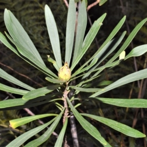Telopea mongaensis at Meryla - 14 Sep 2020 09:16 PM