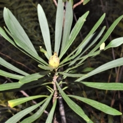 Telopea mongaensis (Monga Waratah) at Wingecarribee Local Government Area - 14 Sep 2020 by plants
