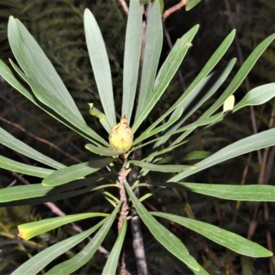 Telopea mongaensis (Monga Waratah) at Meryla, NSW - 14 Sep 2020 by plants