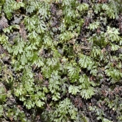 Hymenophyllum cupressiforme (Common Filmy Fern) at Meryla, NSW - 14 Sep 2020 by plants